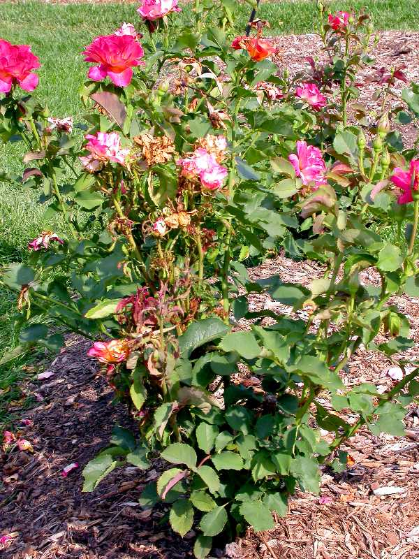 Pictures Of Knockout Roses Diseases PictureMeta